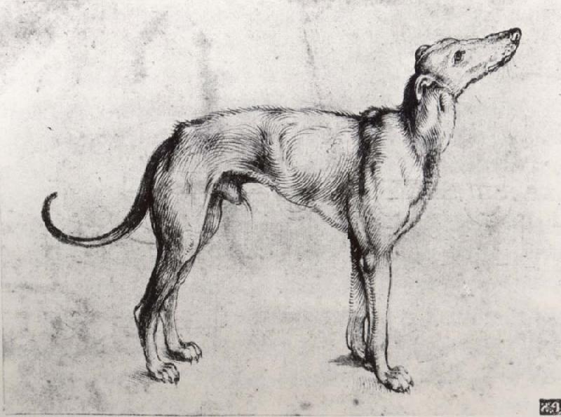 Albrecht Durer A Grayhound oil painting image
